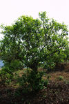 Arbres de vieille plantation (Bing Dai, Mengku, Lincang)