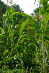 Culture and alternating corn tea Yong De, Lincang