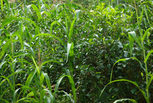 Culture and alternating corn tea Yong De, Lincang