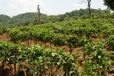 Cup large trees and weeding soil Bulang