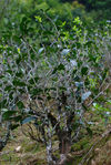 Théier prenant l'apparence de gros buisson dans le Yunnan aujourd'hui