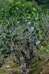 Tea Tree taking the appearance of large bush in Yunnan today