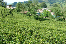 New Gardens ecological Qing Zhu Xiang