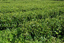 New Gardens ecological Qing Zhu Xiang