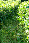 weedy Soils in new gardens of Qing Xiang Zhu