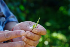 Young freshly picked bud Zhu Xiang Qing