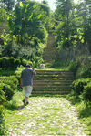 On the way more old tea tree in the world