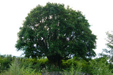  The oldest tea tree in the world of 3200 years old