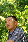 Le chef du village de Xiang Zhu Qing observant l'arbre