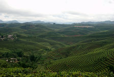 Plantation moderne à grande échelle dans le Yunnan