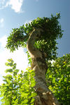 Arbre millénaire du terroir de Xiang Zhu Qing