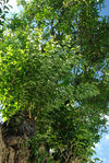 new tree growing on the trunk of an ancient tree Xiang Qing Zhu