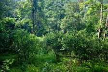 Tea Tree in the heart of the forest (Shan Jinuo)