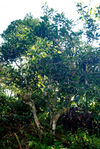 Grand arbre à thé ancien (Jinuo Shan, Xishuangbanna)