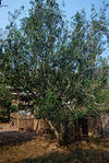 Grand old tea tree (Pu'er)