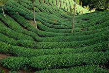 Jardins de wulong d'altitude à Nantou