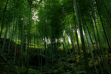 Foret de Bambou à Nantou