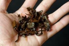 Puerh brut anciens issu de stockage Hong Kongais