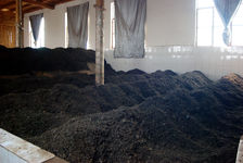  Fermentation of puerh <span class='translation'>(Pu Er tea)</span> (Wo Due) in Yunnan, Kucong Cha Chang, Pu'er