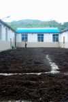  Fermentation of puerh <span class='translation'>(Pu Er tea)</span> (Wo Due) in Yunnan, Lan Ting Chun, Yong In