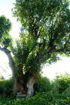 Arbre millénaire dans la région de Fengqing