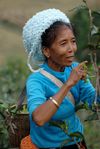 Femme Bulang cueillant des feuilles de thé