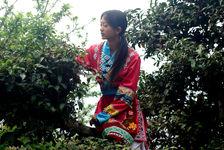 Employées de Luo Hou You  dans les arbres à thé