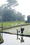 Célèbres rizières de Hong He au sud de Ailao Shan