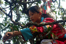 Cueillette des feuilles dans un grand arbre de Ailao Shan