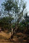 Vieil arbre à thé à Wuliang Shan