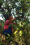  Harvest leaves in a village in Shan Wuliang