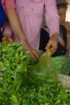  Leaves freshly harvested