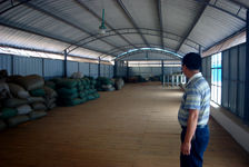  Stock Maocha factory Kucong Shan Zhai