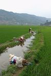 Washing of the river Guo Pi