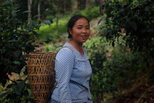 Madame Lee dans les jardins à thé de la famille