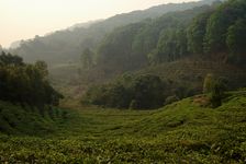  Tea Garden near the village of Wu Yi