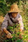  Mr. Lee harvesting tea leaves