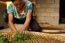 Madame Lee travaillant les feuilles de thé