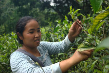 Xiao Lee en train de cueillir les feuilles de thé