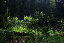  Young tea in the shade of large trees