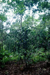  Garden in the heart of the old Forest