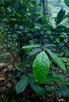  Garden in the heart of old forest