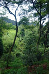 Jardin ancien au coeur de la forêt