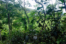 Jardin ancien au coeur de la forêt