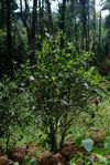  Garden in the heart of old forest