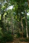 Jardin ancien au coeur de la forêt