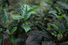  Collection of mature trees Wang