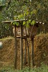  Hive in the tea garden of Wang