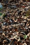  Ground covered with fallen leaves