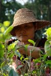  Picking tea